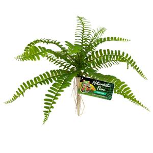 387908-sword-fern-from-naturalist-flora-zolux-zoo-med-green-one-size